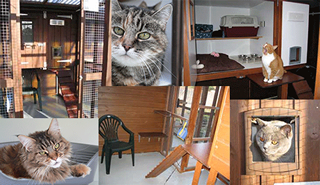 Montage of cattery images